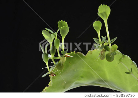 Growing seedling potted plant 83859750