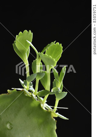 Growing seedling potted plant 83859751