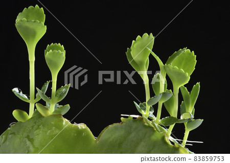 Growing seedling potted plant Growing seedling potted plant 83859753