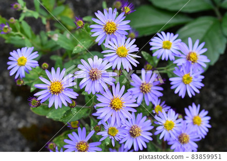 紫色意大利紫菀 83859951