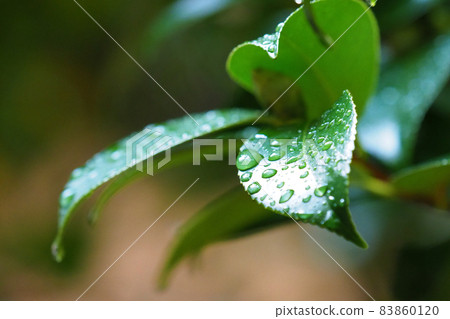 Camellia leaves (with water droplets) 83860120