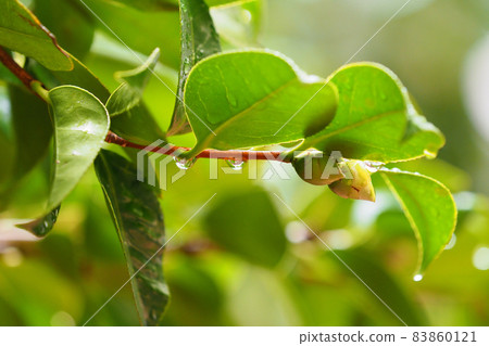 Camellia leaves (with water droplets) 83860121