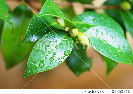 Camellia leaves (with water droplets) 83860148