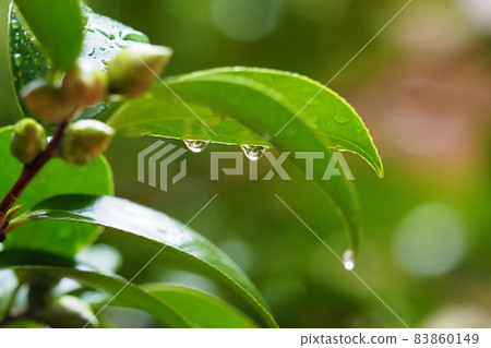 Camellia leaves (with water droplets) 83860149
