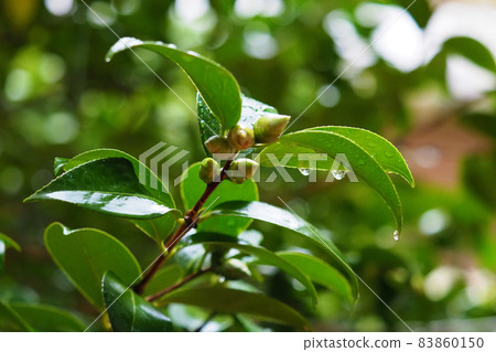 Camellia leaves (with water droplets) 83860150
