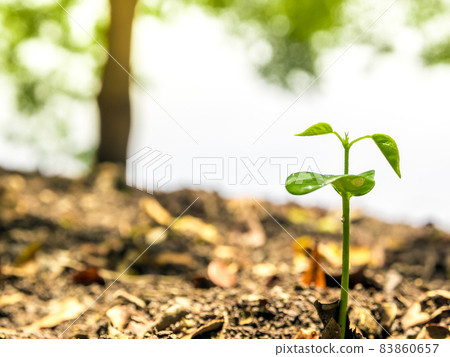 Bud leaves of young plant seeding in forest 83860657