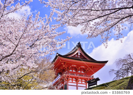 Kiyomizu-dera and Sakura, Kyoto's cherry blossom spots, spring Kyoto sightseeing spots Kiyomizu-dera and Sakura, Kyoto's cherry blossom spots, spring Kyoto sightseeing spots 83860769