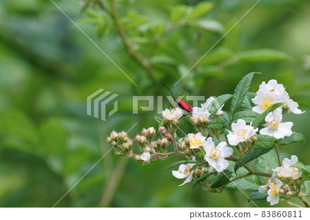Longhorn beetle perching on a wild thorn flower Longhorn beetle perching on a wild thorn flower 83860811