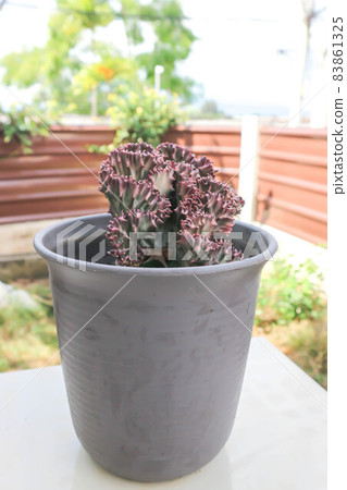 Euphorbia lactea ,Candelabra Cactus or Dragon Bones or False Cactus 83861325