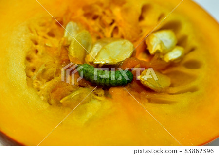 A green caterpillar is crawling over a yellow pumpkin. A green caterpillar is crawling over a yellow pumpkin. 83862396