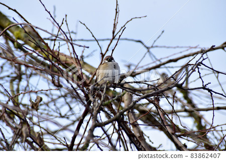 The gray sparrow sits on the branches. The gray sparrow sits on the branches. 83862407