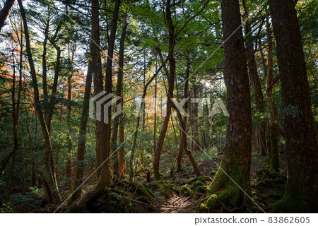 深林中,青木原樹海 深林中,青木原樹海 83862605
