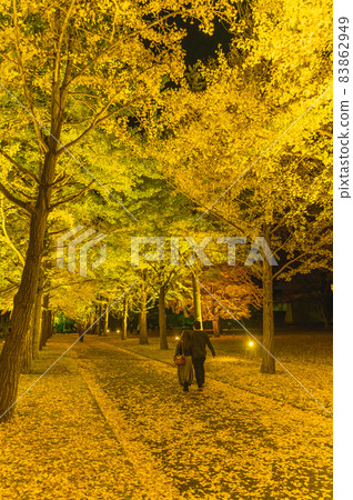 Illuminated ginkgo trees at Ibaraki Prefectural History Museum, Mito City, Ibaraki Prefecture Illuminated ginkgo trees at Ibaraki Prefectural History Museum, Mito City, Ibaraki Prefecture 83862949
