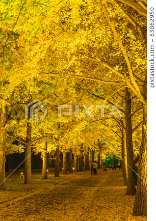 Illuminated ginkgo trees at Ibaraki Prefectural History Museum, Mito City, Ibaraki Prefecture 83862950