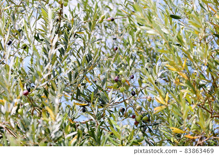 Colored olive fruit 83863469