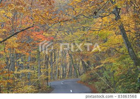 Oirase Gorge Route 102 in late autumn Oirase Gorge Route 102 in late autumn 83863568