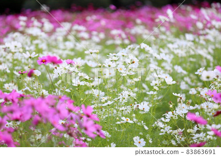 Cosmos flower field 83863691