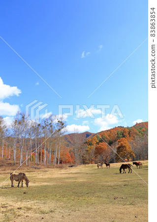 秋天的海田高原，木曾馬之裡 83863854