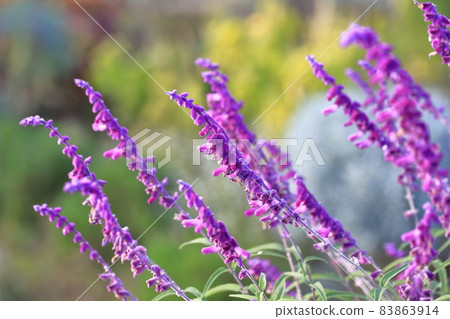 Purple amethyst sage (Mexican bush sage) 83863914
