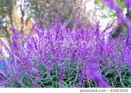 Purple amethyst sage (Mexican bush sage) Purple amethyst sage (Mexican bush sage) 83863916