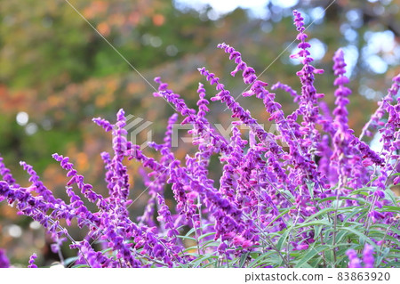 Purple amethyst sage (Mexican bush sage) Purple amethyst sage (Mexican bush sage) 83863920