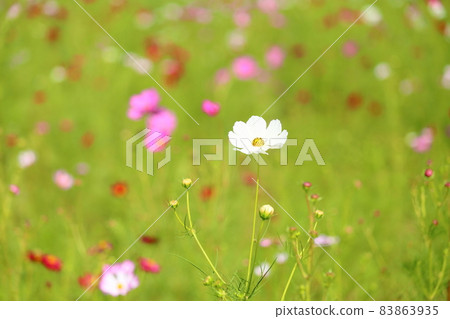 波斯菊花 波斯菊花 83863935
