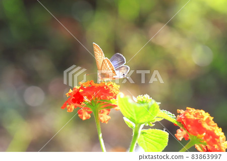 馬纓丹吸花蜜 馬纓丹吸花蜜 83863997
