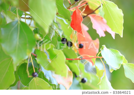 Camphor tree with black fruits and leaves with red autumn leaves Camphor tree with black fruits and leaves with red autumn leaves 83864021