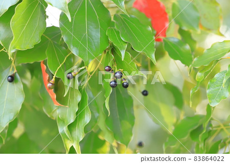 Camphor tree with black fruits and leaves with red autumn leaves Camphor tree with black fruits and leaves with red autumn leaves 83864022