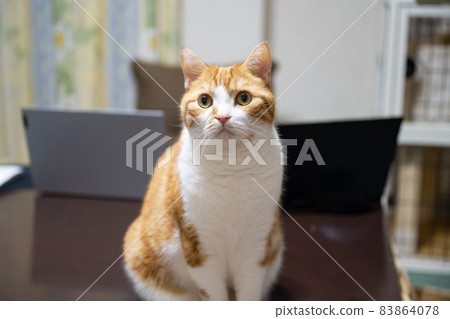 A brown-white cat that interferes with work (sitting next to a computer) 83864078