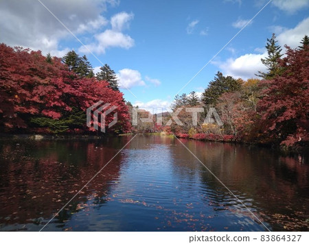 長野縣雲葉池的秋葉 83864327