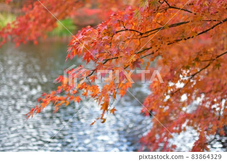 長野縣雲葉池的秋葉 83864329
