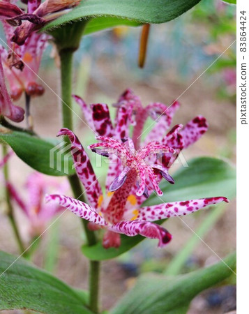 Tricyrtis hirta 紫色 Tricyrtis hirta 紫色 83864424