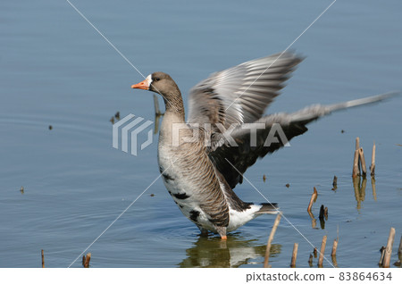 Flapping Magan(北海道美白市) Flapping Magan(北海道美白市) 83864634