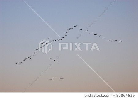 Greater white-fronted geese flying in a platoon (Bibai, Hokkaido) Greater white-fronted geese flying in a platoon (Bibai, Hokkaido) 83864639