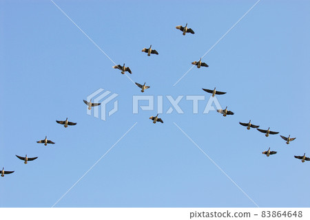 Greater white-fronted geese flying in a platoon (Bibai, Hokkaido) Greater white-fronted geese flying in a platoon (Bibai, Hokkaido) 83864648
