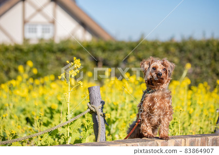 A half dog of a Yorkie and a toy poodle sitting against a background of rape blossoms and waiting for the owner's instructions 83864907