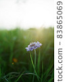 Tell autumn 83865069