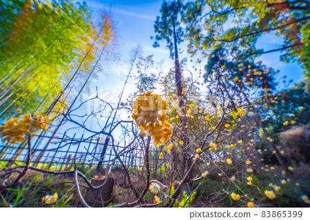 Mitumata花 83865399