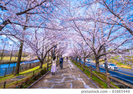 Shikigawa河防洪區擁擠的櫻花 Shikigawa河防洪區擁擠的櫻花 83865449