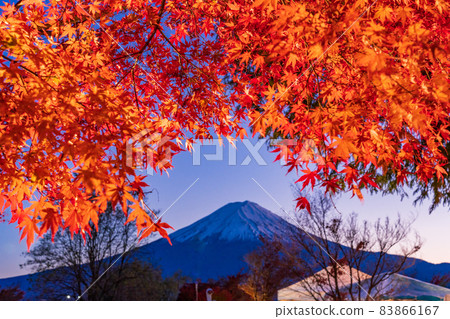 (Yamanashi Prefecture) Lake Kawaguchiko Maple Corridor Illuminated Mt. Fuji behind 83866167