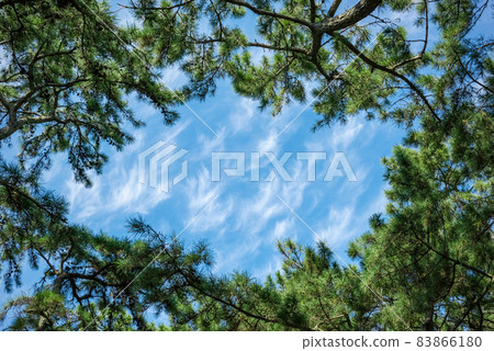 Blue sky and pine forest, Miho no Matsubara Blue sky and pine forest, Miho no Matsubara 83866180