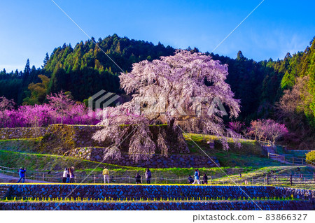 奈良縣的又平櫻 83866327