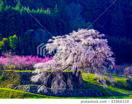 奈良縣的又平櫻 83866328