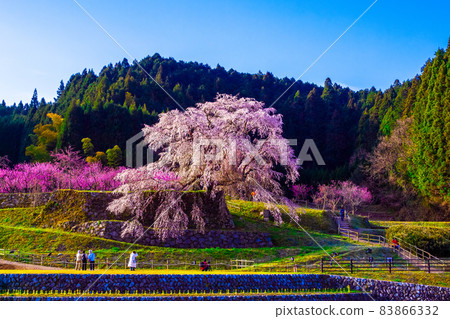 奈良縣的又平櫻 83866332