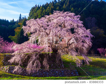 奈良縣的又平櫻 83866333