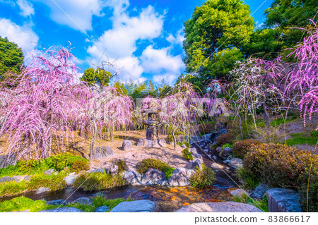 Weeping plums in full bloom 83866617