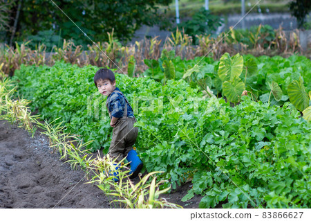 家庭土豆挖掘，紅薯田收穫 83866627