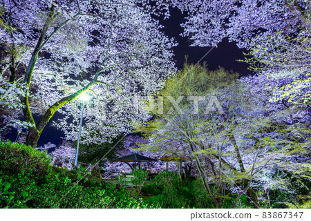 Night cherry blossoms in Nagano Park 83867347