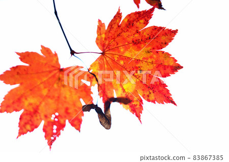 Maple autumn leaves autumn image Maple autumn leaves autumn image 83867385